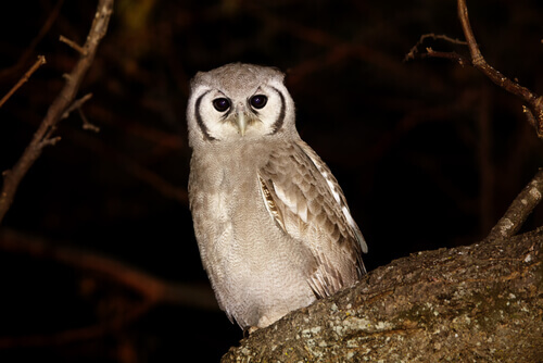 Milky eagle owl on a branch.