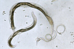 Discover How Worms Reproduce - Invertebrates - My Animals