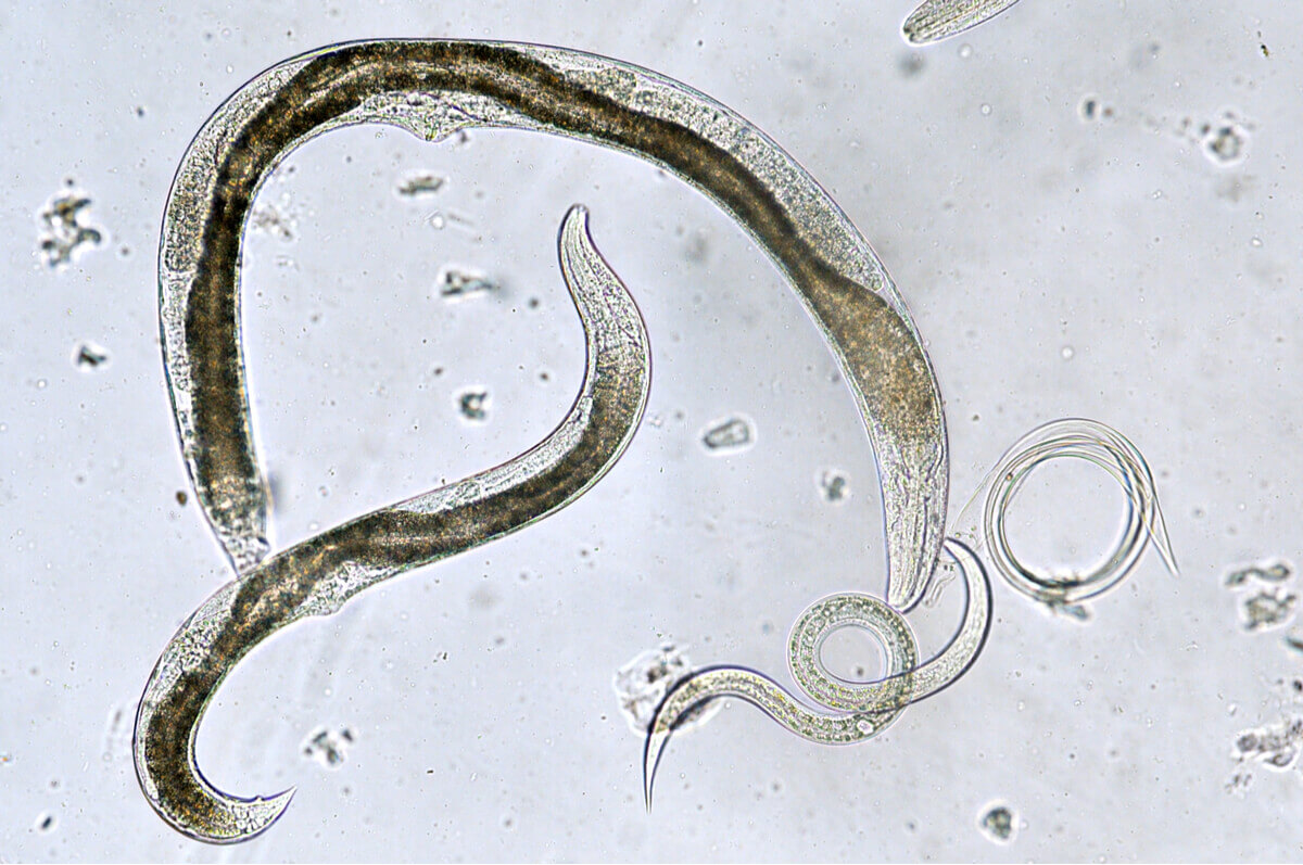 Two nematodes mating.