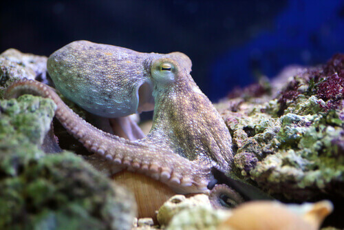 An octopus in the sea.