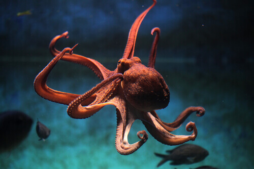An octopus swimming.