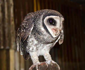 Discover 5 Different Types of Owls