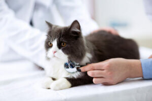 Polycystic kidney disease is more common in Persian cats.