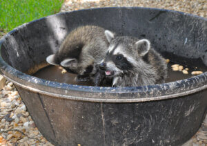 Why You Shouldn't Have a Raccoon as a Pet
