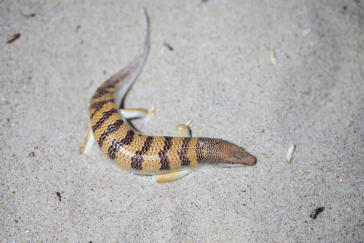 Captive Care and Breeding of the Common Sandfish (Scincus scincus)