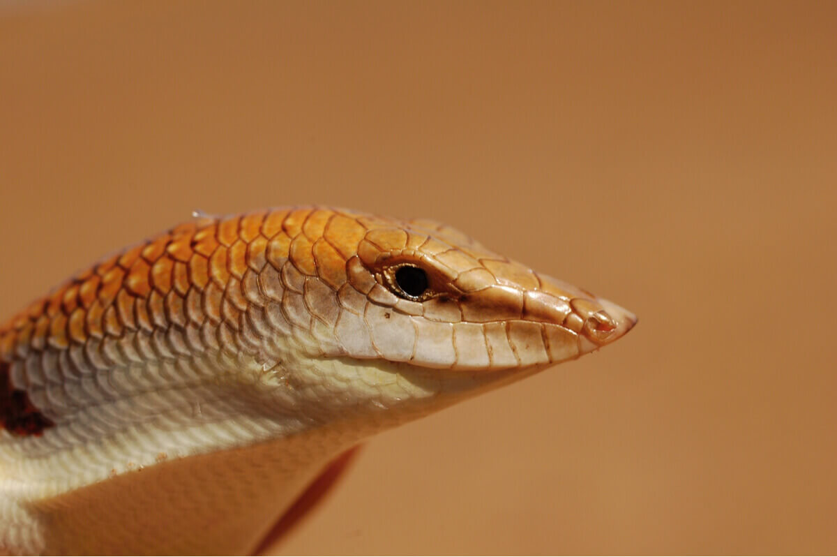 Captive Care and Breeding of the Common Sandfish (Scincus scincus)
