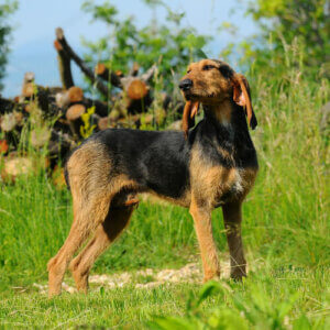 All About the Segugio Italiano