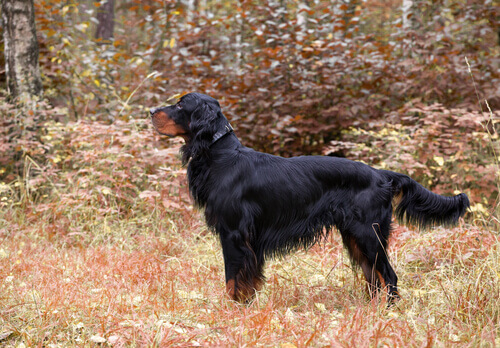 Gordon Setter: behavior.