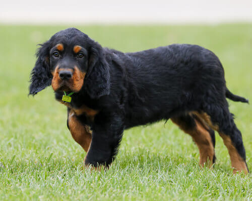 Gordon Setter: history.