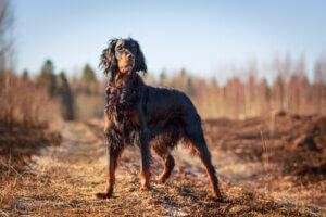 Gordon Setter: The Most Beautiful Pointing Dog