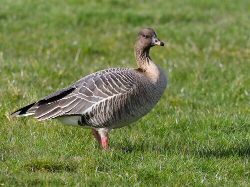 A pink-footed goose on some grass.