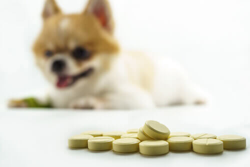 A sick dog with pills.