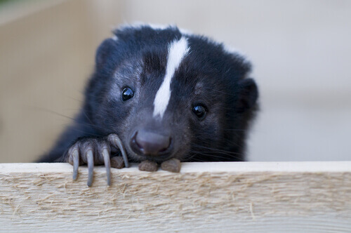 A skunk peeks over a board.