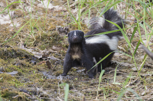 A skunk walking with its tail raised.