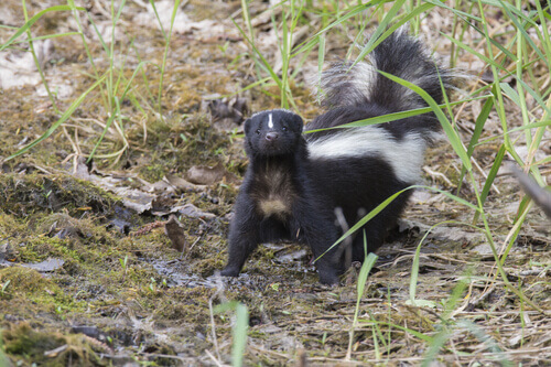 A skunk walking with its tail raised.