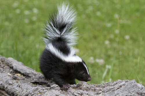 The Skunk and its Famous Stink - My Animals