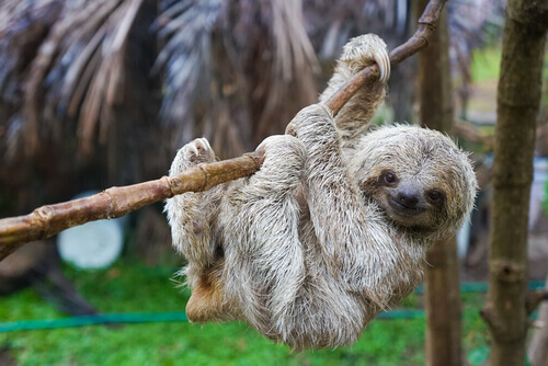 Curiosities About Sloths