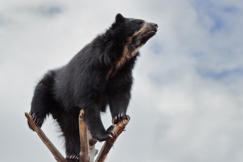 A spectacled bear on a branch.