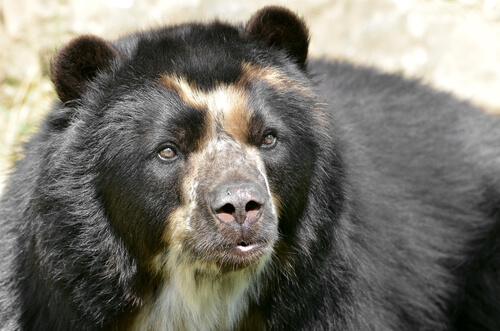 All About the Curious Spectacled Bear