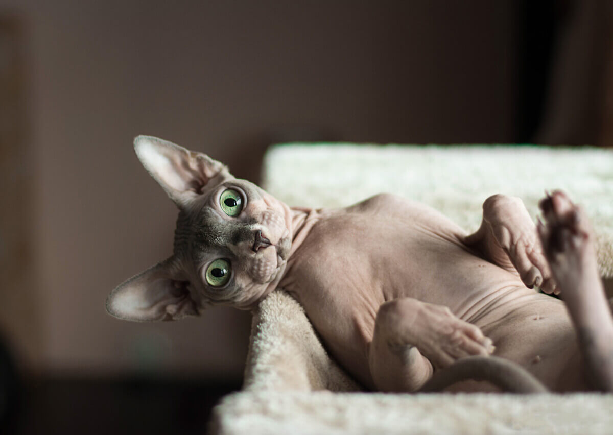 The Sphynx cat.