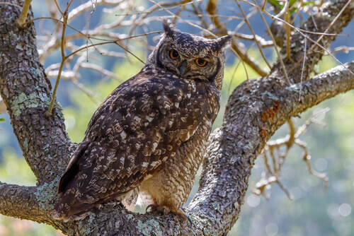 Owl spotted in a tree.