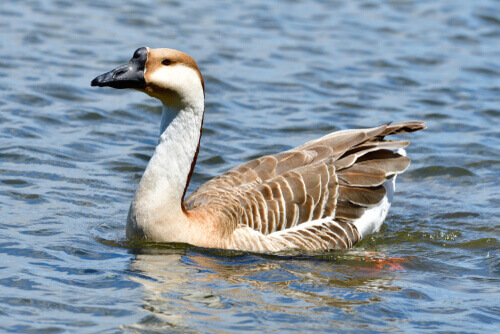 Species of goose: a swan goose.