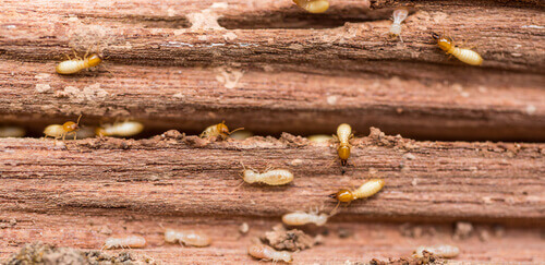 Some termites eating wood.