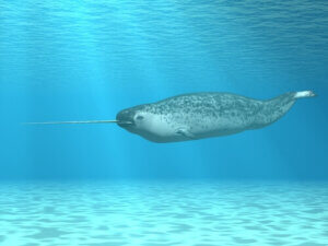 Curious Facts about the Narwhal: the Swimming Giant of the Arctic