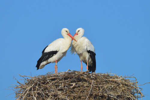 White Stork Migration: Interesting Facts About These Birds - My Animals