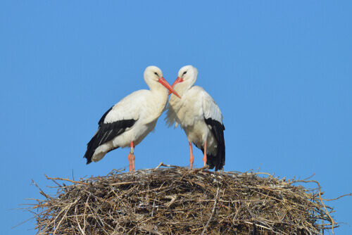 The Stork, a Very Maternal Bird