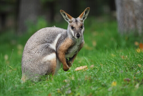 The Wallaby: Ανακαλύψτε αυτό το εκπληκτικό μαρσιποφόρο