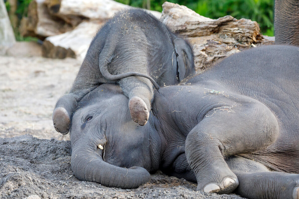 Two elephants sleeping.