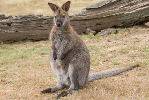 A wallaby in a field.