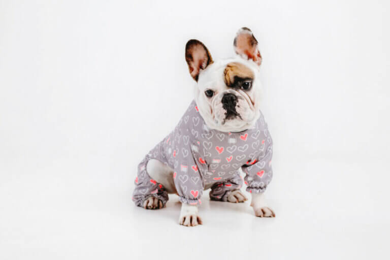 Is Wearing Clothes Comfortable for Dogs?