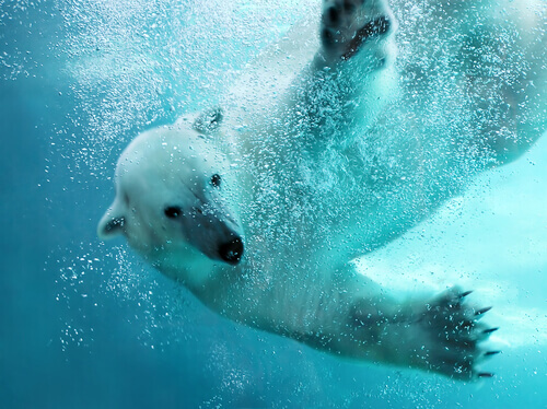 En isbjörn under vattnet.