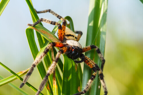 The most venomous spiders: a wolf spider on a leaf.