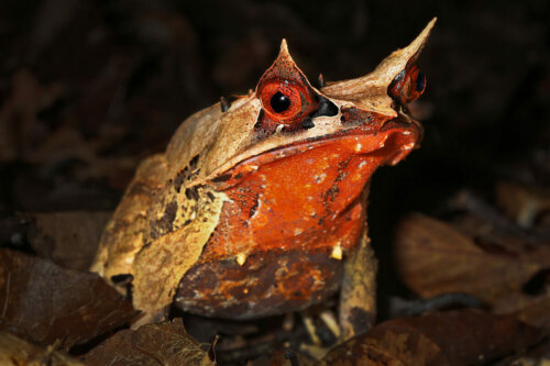 A Megophrys nasuta in the dark.