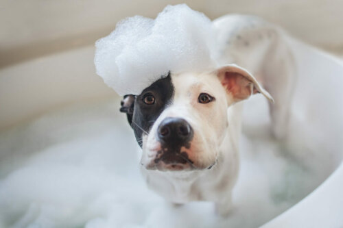 A dog bathing.