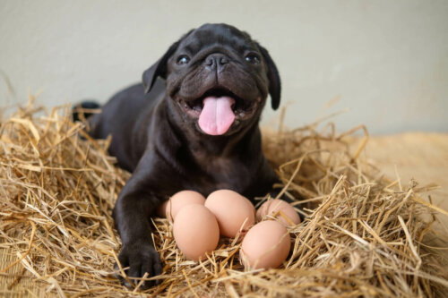 A dog guarding some eggs.