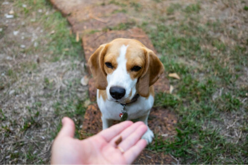 A dog looking at a person's hand.
