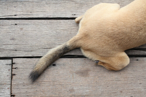 A dog's tail.