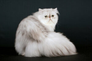 What's the Origin of the Persian Cat?
