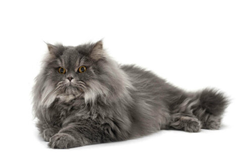 A gray Persian cat.