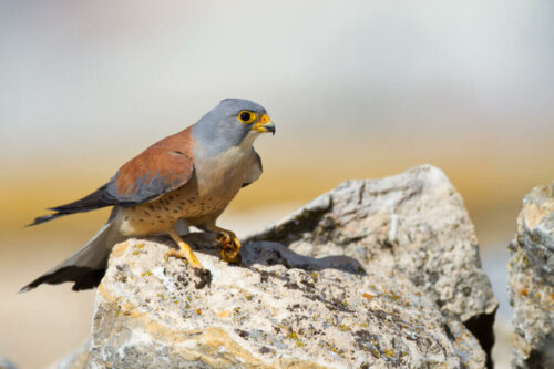 Lesser Kestrel, the Smallest of the Falcons