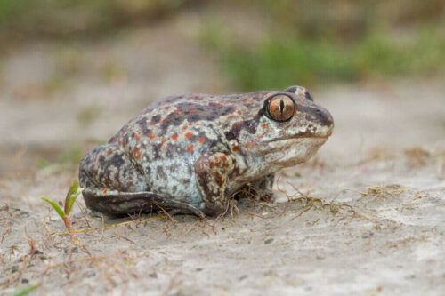 A meditating spadefoot toad.