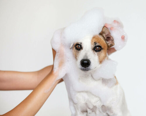 A person bathing a dog.