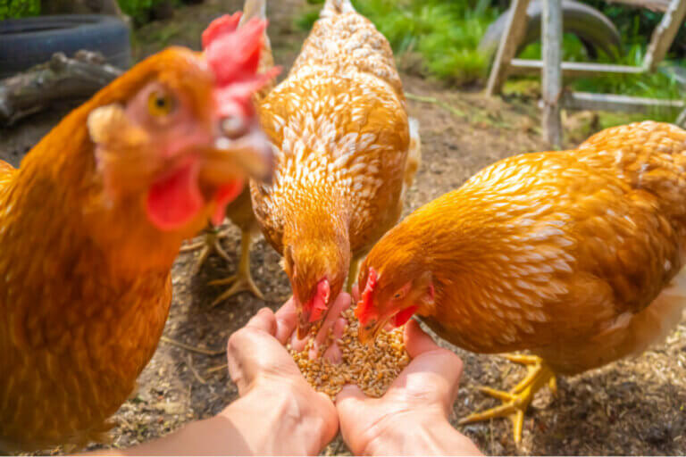 The Role of Quality Feed on Gut Health in Poultry