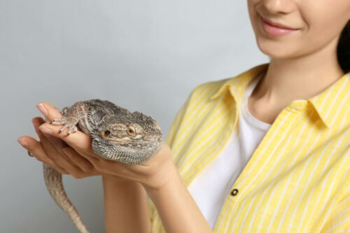 A person holding a reptile.