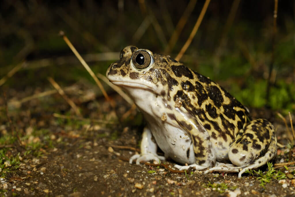 Toans Insecte 4 Species of Poisonous Toads - My Animals