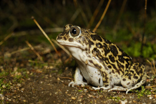 Χαρακτηριστικά του Wagler’s Spadefoot Toad